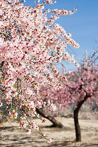杏仁种植树林粉色阳光农场晴天草地乡村种植园花朵场地图片