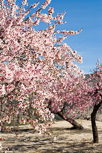 杏仁种植阳光草地树林种植园农业场地乡村花朵晴天粉色图片