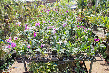 植物绿屋花园园兰花花花场地农场园艺绿色植物配种食物栽培房子植物群玻璃图片