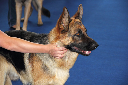 德国牧羊人黑色犬类棕色动物宠物警察警卫红色安全忠诚图片