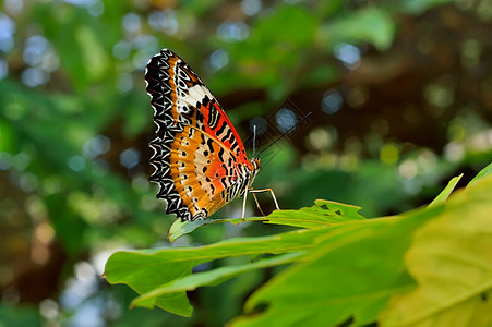 莱瑟温塞索西内动物群脆弱性野生动物环境蝴蝶宏观生活动物图片