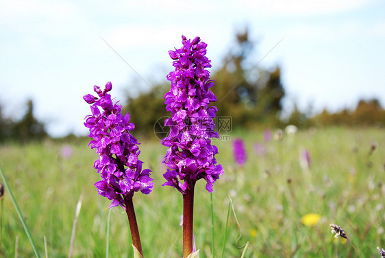 紫花开荒野保护紫色野花晴天阳光植物群草原草地野生动物图片