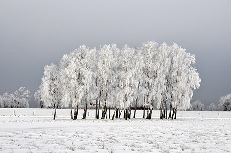 冬季的伯赫树桦木季节公园孤独雪景木头谷仓国家风景森林背景图片