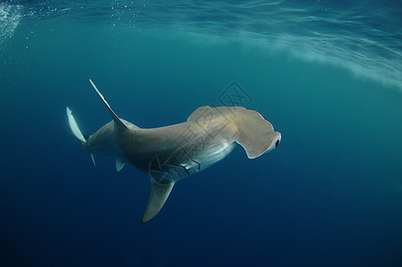 锤头鲨鱼蓝色野生动物海洋海洋生物远洋水平热带海上生活荒野标本图片