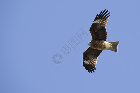 黑基特 米卢斯偏头痛翅膀力量动物观鸟天空风筝飞行荒野热量野生动物图片
