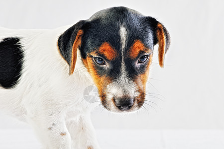 小狗狗短腿犬类猎犬动物短发哺乳动物白色工作室小鸭子小狗图片