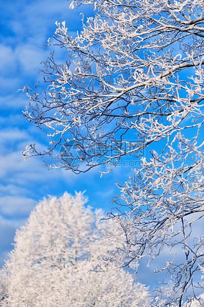 冬树蓝色冻结气候天气气象森林脆皮植物群环境衬套图片