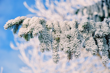 Fir 分支冷冻气象植物群公园森林雪花降雪环境冻结寒冷图片