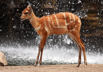 鹿动物园羚羊动物群女性条纹棕色毛皮动物哺乳动物荒野图片