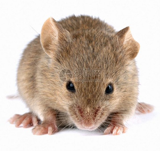 小家鼠宠物耳朵害虫老鼠寄生头发鼻子寄生虫图片