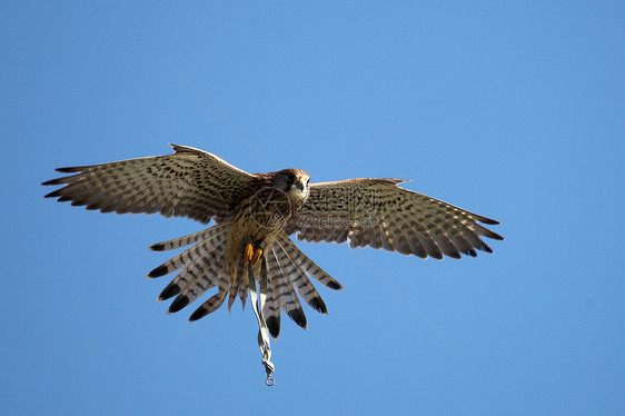 猎鹰飞翔航班羽毛荒野旅行捕食者翅膀鸟类猎物摄影森林图片