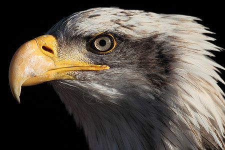 秃鹰自由野生动物羽毛白色猎物图片
