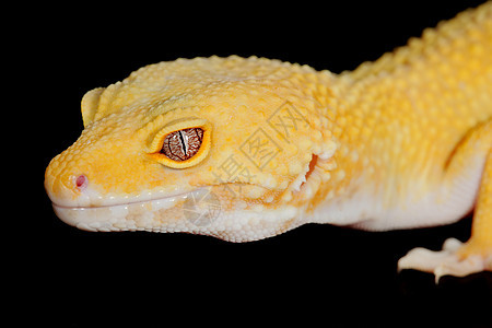 豹式Gecko生物学动物学宏观成人生态科学动物园眼睛爬虫学荒野图片