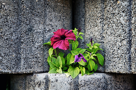 石花墙团体生长花瓣石头树叶照片植物红宝石花坛紫色图片