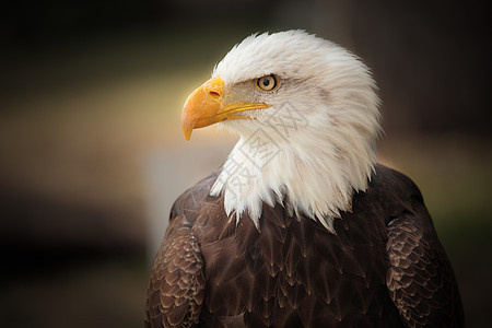 秃鹰速度翅膀动物自由航班旅行野生动物猎物羽毛图片