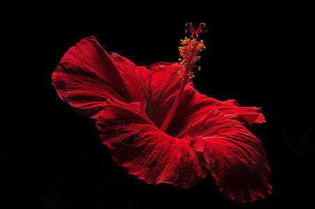 美丽的红碧花朵红花蔷薇芙蓉背景黑色木槿情调异国花瓣植物学图片