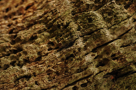 摘要树背景背景棕榈纹理自然树皮图片