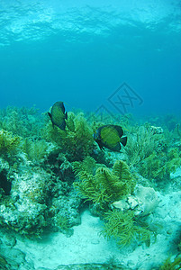 法国天使鱼海洋神仙鱼海景海洋生物热带鱼珊瑚潜水植物海上生活图片