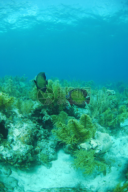 法国天使鱼海洋神仙鱼海景海洋生物热带鱼珊瑚潜水植物海上生活图片