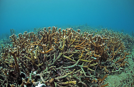 大西洋珊瑚礁上的 staghorn珊瑚图片