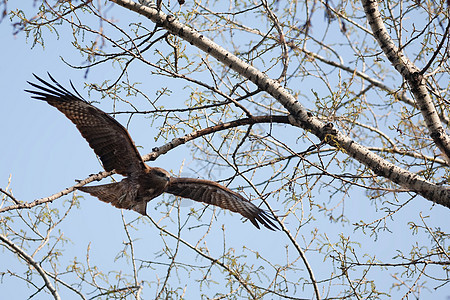 黑Kite蓝色荒野黑色食肉野生动物天空飞行风筝羽毛动物图片
