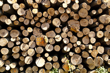 德国的登山小道Rennsteig林业森林木材木头树干树木木桩图片