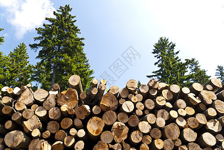 德国的登山小道Rennsteig木头木桩树木树干木材林业森林图片