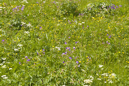 德国的登山小道Rennsteig草甸远足高山踪迹草地植物蓝色自然保护区花朵绿色图片