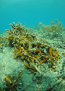 珊瑚礁大洋石珊瑚海洋生物海上生活珊瑚热带海洋礁石海景图片