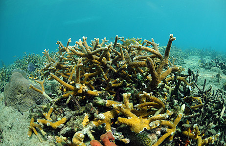 带有停滞珊瑚的热带海景图片