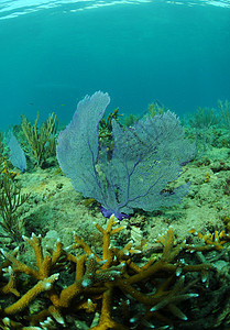 珊瑚礁热带动物群潜水海洋海上生活风景植物海景珊瑚海洋生物图片