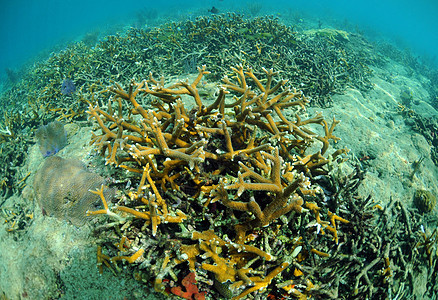 珊瑚礁珊瑚礁石海洋海景大洋热带海洋生物海上生活石珊瑚图片
