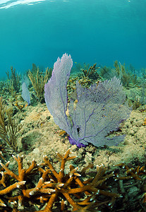 珊瑚礁海扇海上生活风景海洋鹿角珊瑚植物海洋生物紫色海景图片