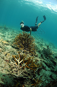 青年男子潜伏年轻人热带呼吸管珊瑚海景风镜运动脚蹼守卫海洋图片