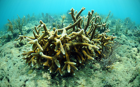 珊瑚海景礁石热带大洋海洋生物石珊瑚海洋海上生活图片