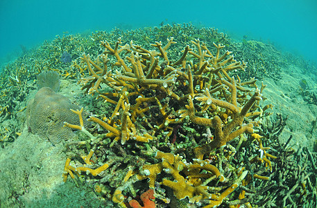 珊瑚礁石珊瑚礁石海景海洋海上生活热带海洋生物大洋珊瑚图片