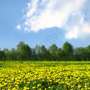 dandelion 字段美丽农场国家场地草地叶子太阳墙纸场景植物图片