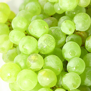 孤立葡萄绿色白色栽培葡萄生长生产杂货店收成水果藤蔓背景图片