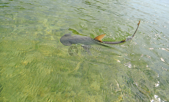 海水中的邦奈海头鲨鱼图片