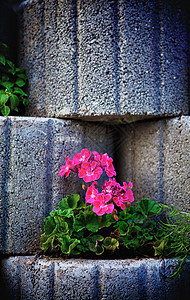 石花墙圆形红色花瓣花坛白色树叶棕色粉色石头植物图片
