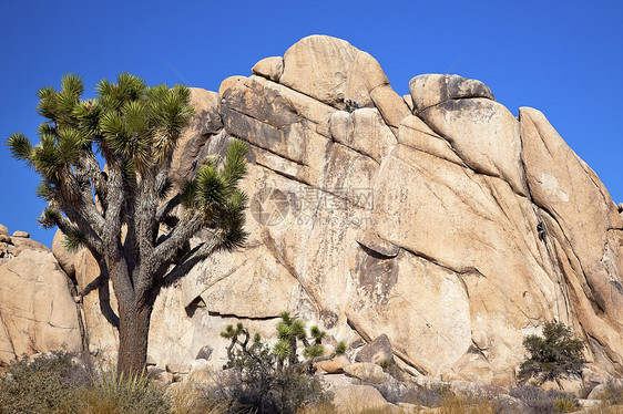 攀岩沙漠 Joshua树全国登山者远景沙漠岩石峡谷荒野公园攀岩国家崎岖图片