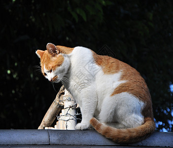 京都屋顶上的猫图片