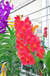 红色兰花美丽植物学花园叶子花束植物群热带花瓣植物礼物图片