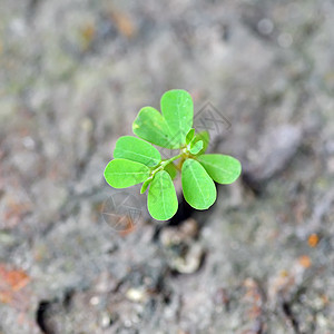 年轻树生态生长土壤环境绿色生活植物岩石植物学地面图片