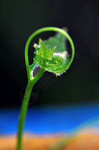 绿色常春藤藤蔓园艺植被植物群白色枝条花园宏观植物学生长图片