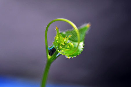 绿色常春藤植物群花园生长白色植物学藤蔓植被宏观爬行者叶子图片