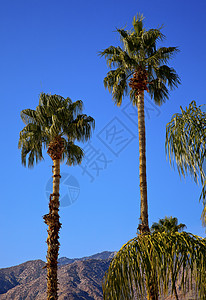 加利福尼亚州棕榈泉California手掌远景树木环境树叶旅行沙漠岩石叶状体风景图片