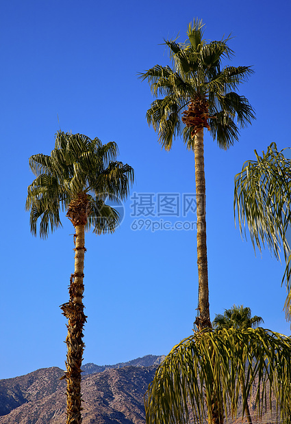 加利福尼亚州棕榈泉California手掌远景树木环境树叶旅行沙漠岩石叶状体风景图片