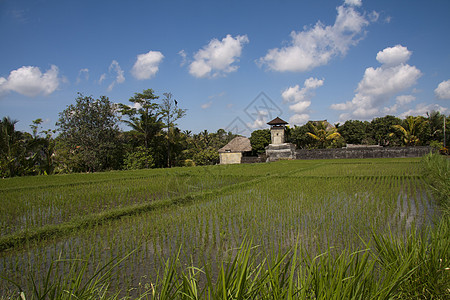 稻田 巴厘旅行食物热带阳台栽培生长场地梯田收成农村图片