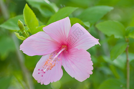 hibisus 花朵情调花瓣木槿宏观植物国家灰烬芙蓉植被喇叭图片